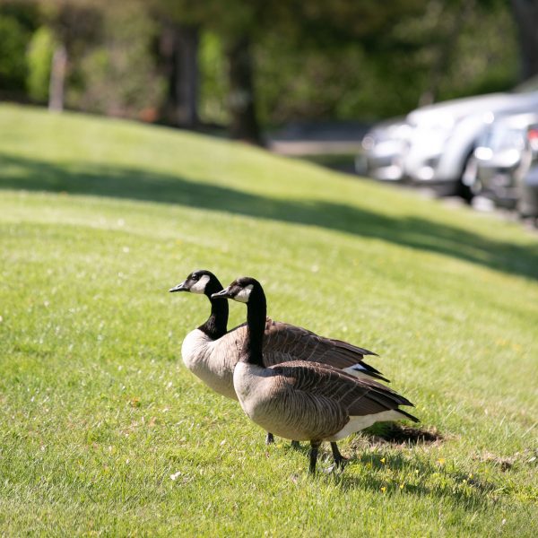 two geese in grass